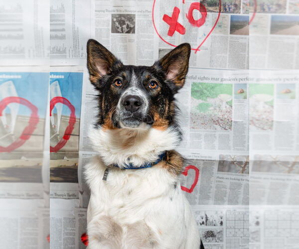 Medium Photo #9 Border Collie-Unknown Mix Puppy For Sale in Mundelein, IL, USA