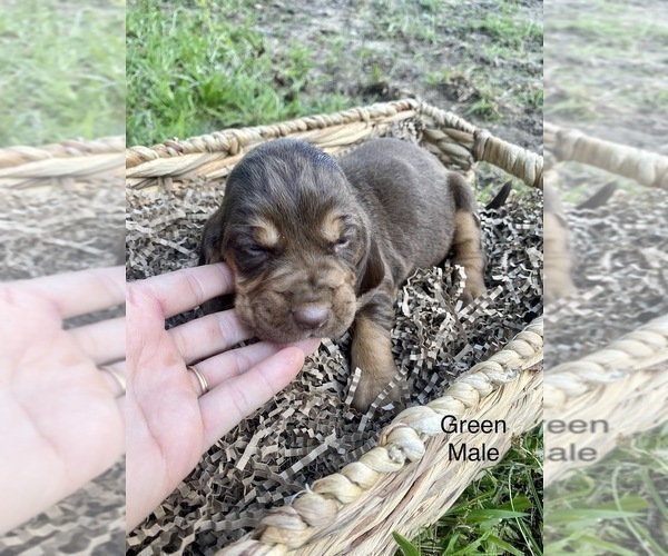 Medium Photo #2 Bloodhound Puppy For Sale in WARRIOR, AL, USA