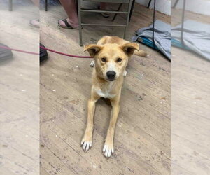 Carolina Dog-Unknown Mix Dogs for adoption in Calgary, Alberta, Canada