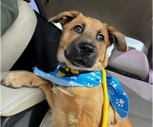 Medium Photo #21 Mutt Puppy For Sale in Sandy, UT, USA