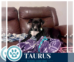 Taurus (Horoscope Pups) 100326 - Male Labrador Retriever-Unknown Mix Dog for Adoption - Photo #2