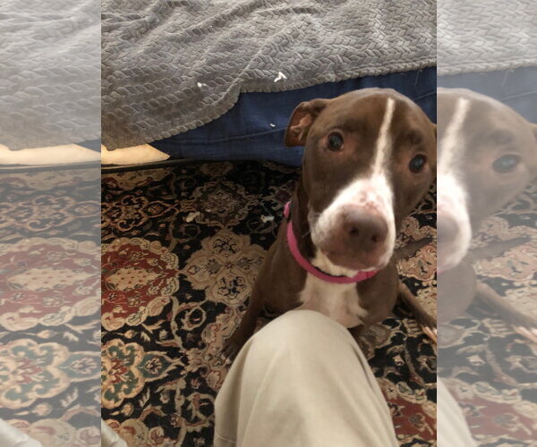 Medium Photo #3 Mutt Puppy For Sale in Atlanta, GA, USA