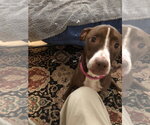 Small #2 Mutt