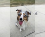 Small Photo #1 Aussiedoodle Miniature  Puppy For Sale in NEW BRAUNFELS, TX, USA