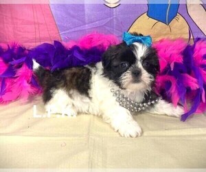 Shih Tzu Puppy for sale in WINNSBORO, LA, USA