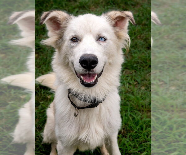 Medium Photo #1 Siberian Husky Puppy For Sale in Evansville, IN, USA