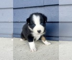 Small #10 Australian Shepherd