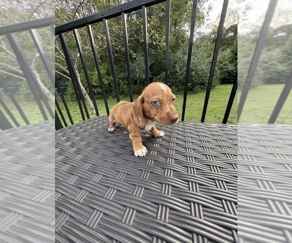 Medium Photo #20 Dachshund Puppy For Sale in WILLIAMSBURG, VA, USA