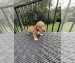 Small #19 Dachshund