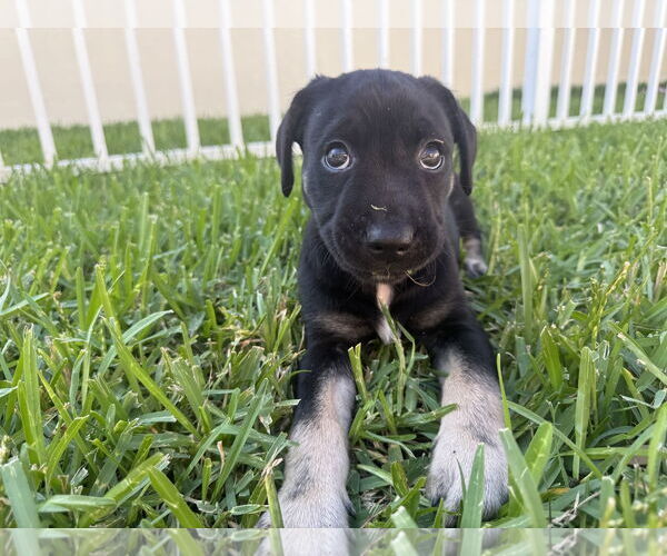 Medium Photo #3 Mutt Puppy For Sale in Royal Palm Beach, FL, USA