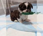Puppy Macaroni Shih Tzu