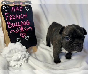 French Bulldog Puppy for sale in HEREFORD, TX, USA