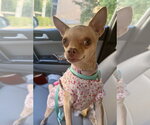 Small #1 Chihuahua