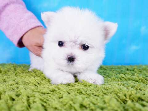 Medium Photo #4 Maltese Puppy For Sale in LAS VEGAS, NV, USA