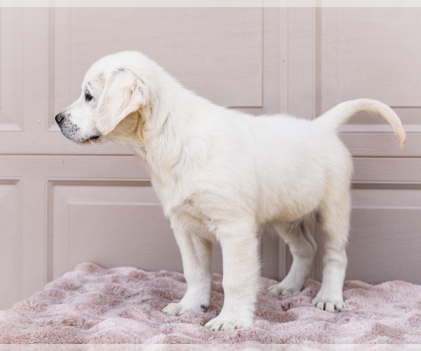 Medium Photo #5 English Cream Golden Retriever Puppy For Sale in WAKARUSA, IN, USA