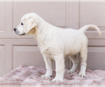 Small #4 English Cream Golden Retriever