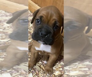 Boxer Puppy for sale in CONOVER, NC, USA
