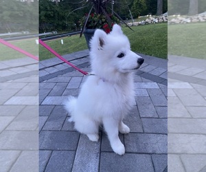 Samoyed Puppy for sale in STANHOPE, NJ, USA