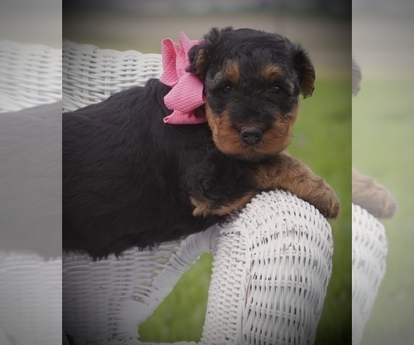 Medium Photo #4 Airedale Terrier Puppy For Sale in EWING, IL, USA