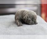 Small Photo #3 French Bulldog Puppy For Sale in SAN DIEGO, CA, USA