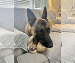 Small #14 German Shepherd Dog Mix