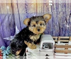 Morkie Puppy for sale in CASSVILLE, MO, USA