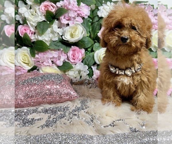 Medium Photo #43 Poodle (Toy) Puppy For Sale in HAYWARD, CA, USA