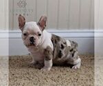 Small #1 Faux Frenchbo Bulldog