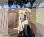 Small #2 Labrador Retriever Mix