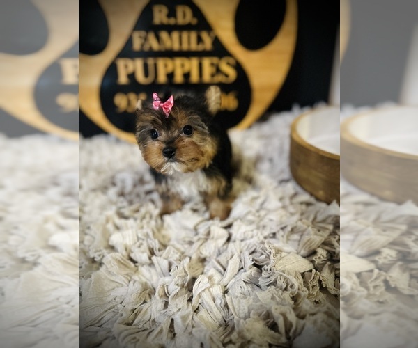 Medium Photo #3 Yorkshire Terrier Puppy For Sale in CROSSVILLE, TN, USA