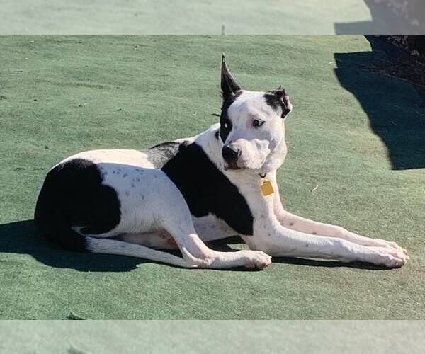 Medium Photo #23 Bullypit Puppy For Sale in Oakhurst, NJ, USA