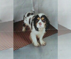 Father of the Cockapoo puppies born on 06/25/2025