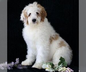 Bernedoodle (Miniature) Puppy for Sale in GORDONVILLE, Pennsylvania USA