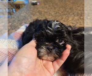 ShihPoo Puppy for sale in HOBART, IN, USA
