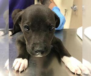 American Pit Bull Terrier-Labrador Retriever Mix Dogs for adoption in Conroe, TX, USA