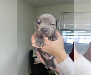 American Bully Puppy for sale in TROY, NY, USA