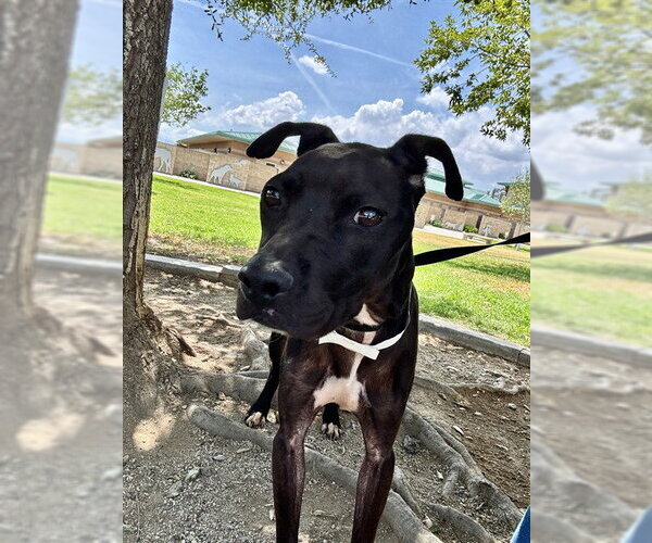 Medium Photo #1 Mutt Puppy For Sale in Riverside, CA, USA