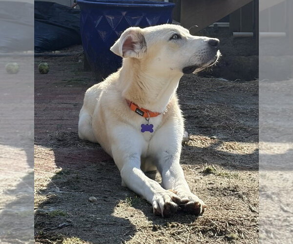 Medium Photo #9 Anatolian Pyrenees Puppy For Sale in Oak Bluffs, MA, USA