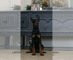 Small #12 Doberman Pinscher