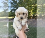 Small #6 Golden Retriever