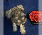Small #26 Schnauzer (Miniature)