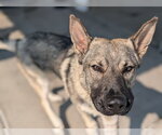 Small German Shepherd Dog