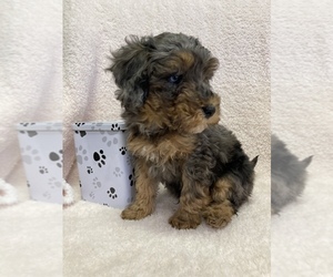 Poodle (Miniature) Puppy for Sale in APPLE CREEK, Ohio USA