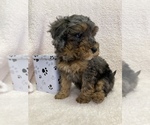 Small Photo #1 Poodle (Miniature) Puppy For Sale in APPLE CREEK, OH, USA