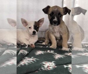 Chihuahua-Unknown Mix Dogs for adoption in Arlington, WA, USA