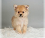 Puppy 2 Pomeranian