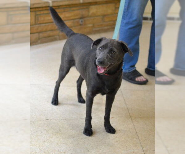 Medium Photo #2 Labrador Retriever-Unknown Mix Puppy For Sale in Germanton, TN, USA