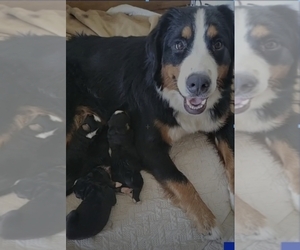 Bernese Mountain Dog Dogs for adoption in SOUTHWORTH, WA, USA