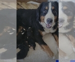 Small Photo #1 Bernese Mountain Dog Puppy For Sale in SOUTHWORTH, WA, USA
