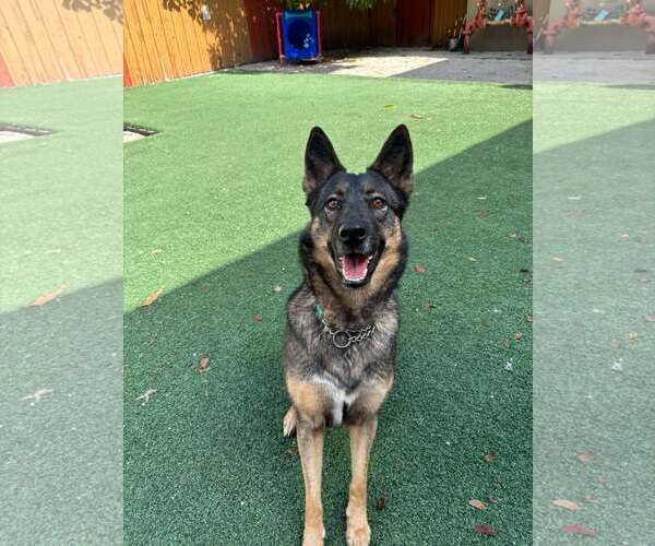 Medium Photo #13 German Shepherd Dog Puppy For Sale in Plantation, FL, USA